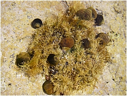 snails