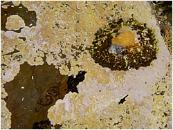 lichen patella