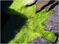 algea