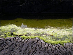 algea