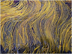 Sea Weeds