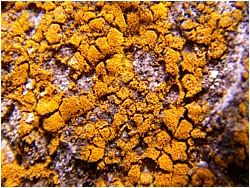 Yellows