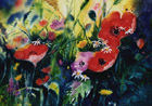 Poppy Field