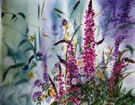 Purple Loosestrife