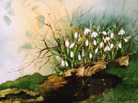 Snowdrops