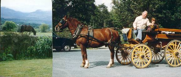 Take a trip with Martin and his jaunting car