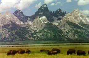 Buffalo on the Plains