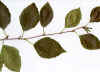 Birch leaf.jpg (17020 bytes)