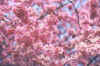 Pink Bloss.jpg (7600 bytes)