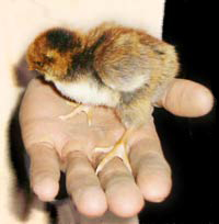 chick