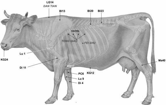 Bovine Spleen