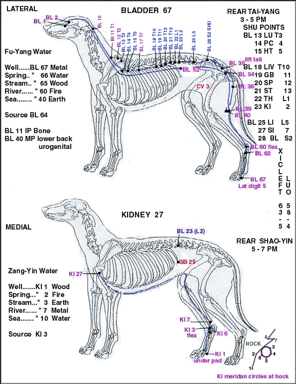 Canine Acupuncture Points Chart