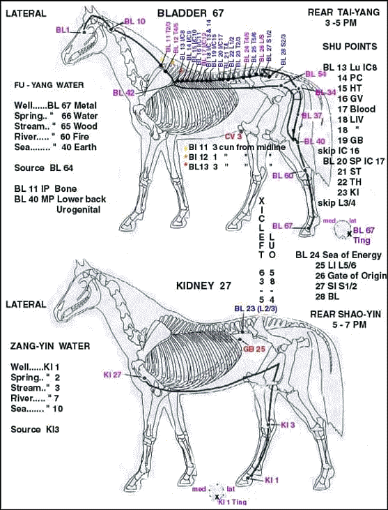 Equine Acupressure Points Chart
