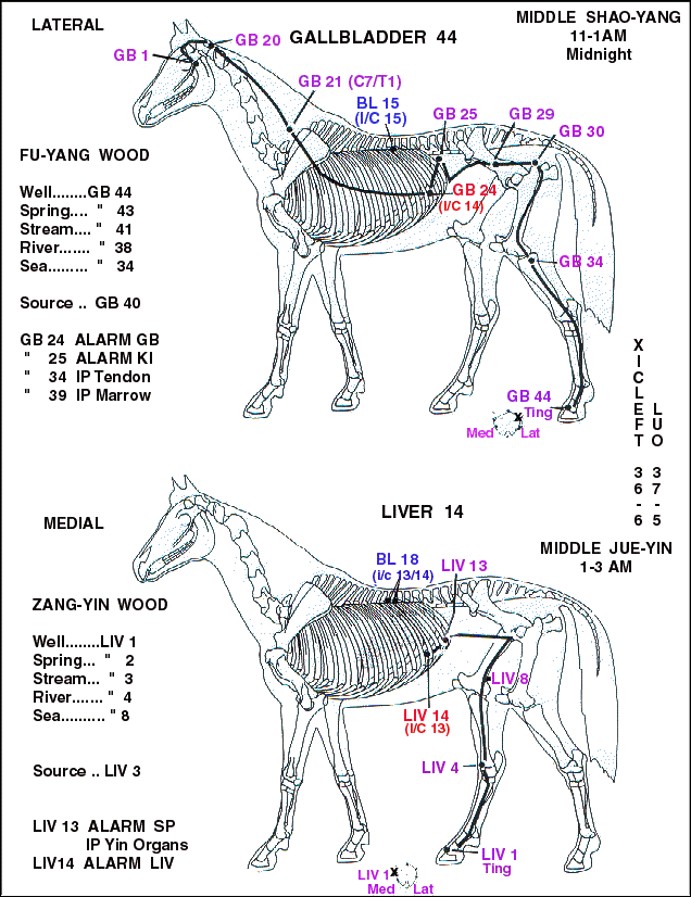 Equine Acupressure Meridian Chart