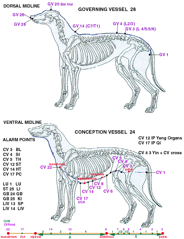 Canine Acupressure Meridian Chart
