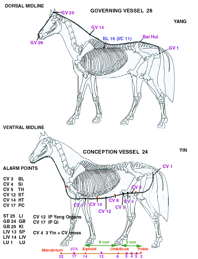 Equine Acupressure Points Chart