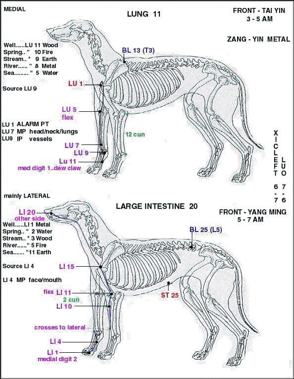 Canine Acupressure Chart