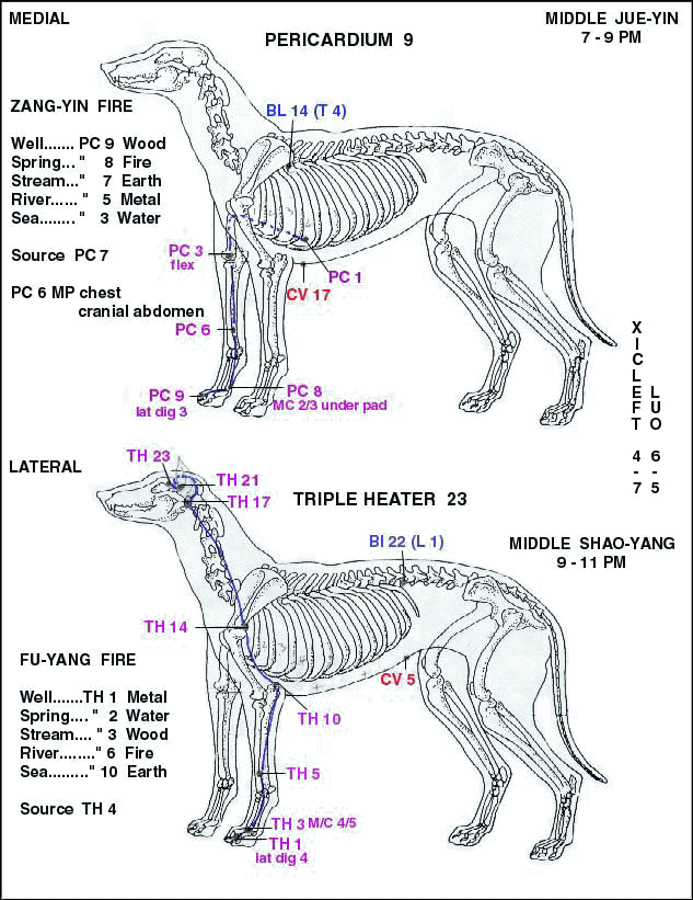 Canine Acupressure Points Chart