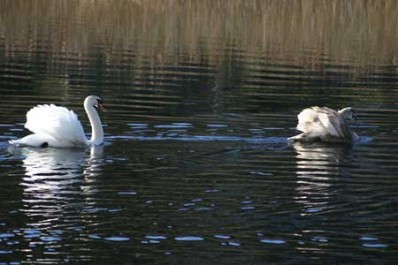 Wild swans at Coole Yeats Country county Sligo