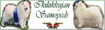 Ikiliikkujan Samoyeds