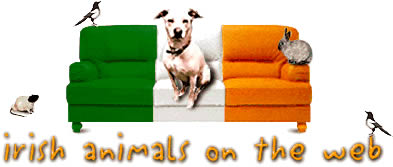 Irish animals on line