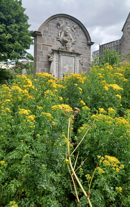 St James's Graveyard ragwort