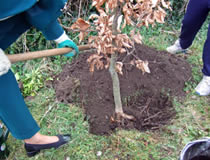 Planting the Beech Tree