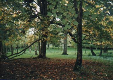 Woodland Surrounding Strasburgh Manor