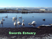 Swords Estuary.jpg