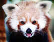 Red Panda