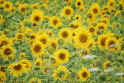 sunflowers.jpg (52541 bytes)