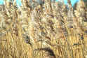 wheat.jpg (73579 bytes)