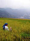 Chilling in a Paddy Field