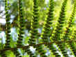 fern.jpg (24934 bytes)