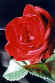 Rose.jpg (40901 bytes)