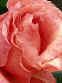 rose2.jpg (20483 bytes)