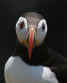 Puffin