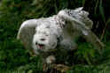 Snowy Owl