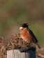 Stonechat