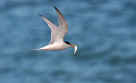 Tern