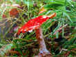 mushroom.jpg (36446 bytes)