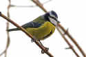 Blue-tit