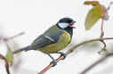 Great-tit