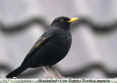 Blackbird.jpg (18358 bytes)