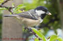 CoalTit.jpg (27227 bytes)