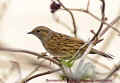 Dunnock.jpg (24082 bytes)