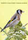 Goldfinch.jpg (16197 bytes)