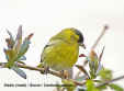 Siskin.jpg (22310 bytes)