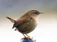 Wren Before Meal