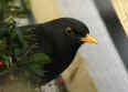 Blackbird